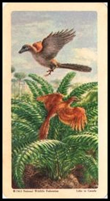 46 Archaeopteryx